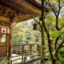 Sanctuary of Wood and Whispering Leaves  screen for extension Chrome web store in OffiDocs Chromium