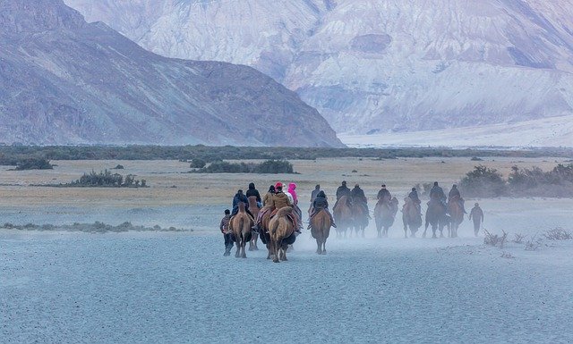 Baixe gratuitamente a imagem gratuita de camelos bactrianos de areia viajando pelo deserto para ser editada com o editor de imagens on-line gratuito do GIMP