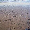 Sand beach and seashells  screen for extension Chrome web store in OffiDocs Chromium