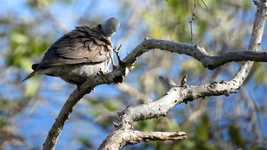Free download Sank Animal Bean Bird -  free video to be edited with OpenShot online video editor