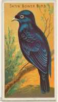הורדה חינם של Satin Bower Bird, מסדרת Birds of the Tropics (N5) עבור מותגי סיגריות Allen & Ginter, תמונה או תמונה בחינם לעריכה עם עורך התמונות המקוון GIMP