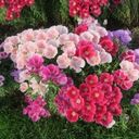 Satin Flowers in Bloom  screen for extension Chrome web store in OffiDocs Chromium