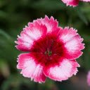 Sawtooth Flowers  screen for extension Chrome web store in OffiDocs Chromium