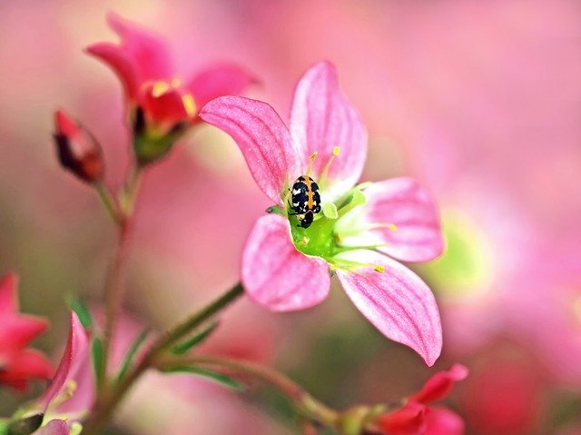Free download saxifrage carpet beetle 3 4 mm free picture to be edited with GIMP free online image editor