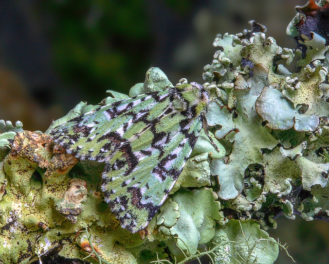 Free download scarce merveille du jour moth free picture to be edited with GIMP free online image editor