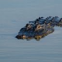 Scary giant crocodile  screen for extension Chrome web store in OffiDocs Chromium