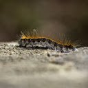 Scary insects  screen for extension Chrome web store in OffiDocs Chromium