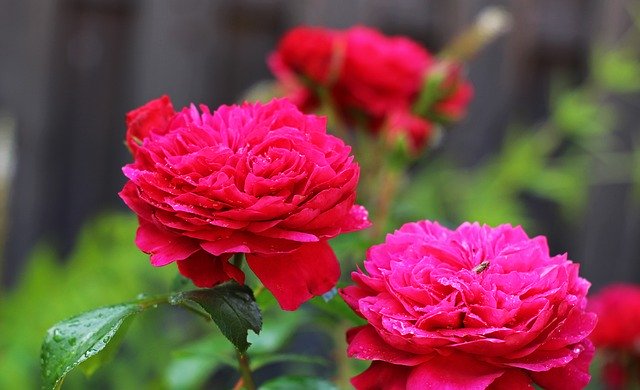 Téléchargement gratuit de roses parfumées, roses, roses arbustives, image gratuite à modifier avec l'éditeur d'images en ligne gratuit GIMP