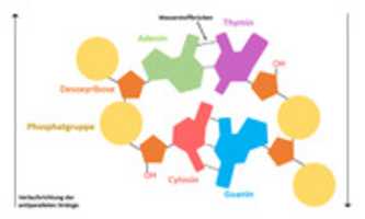 Бесплатно скачать Schematischer Aufbau der DNA бесплатную фотографию или картинку для редактирования с помощью онлайн-редактора изображений GIMP