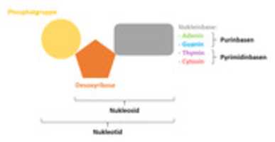 Бесплатно скачать Schematischer Aufbau eines DNA-Nukleotids бесплатное фото или изображение для редактирования с помощью онлайн-редактора изображений GIMP