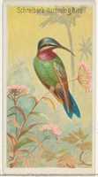 Free download Schreibers Hummingbird, from the Birds of the Tropics series (N5) for Allen & Ginter Cigarettes Brands free photo or picture to be edited with GIMP online image editor