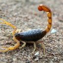 Scorpion  screen for extension Chrome web store in OffiDocs Chromium