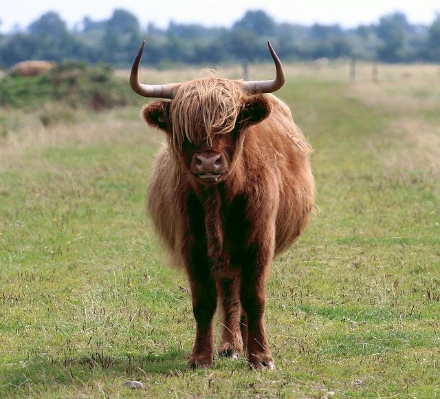 Free download scottish highland cattle free picture to be edited with GIMP free online image editor