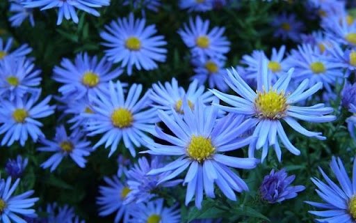 A Azure Bloom of Aster  from Chrome web store to be run with OffiDocs Chromium online