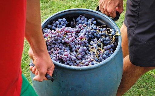 A barrel of fragrant ripe grapes  from Chrome web store to be run with OffiDocs Chromium online