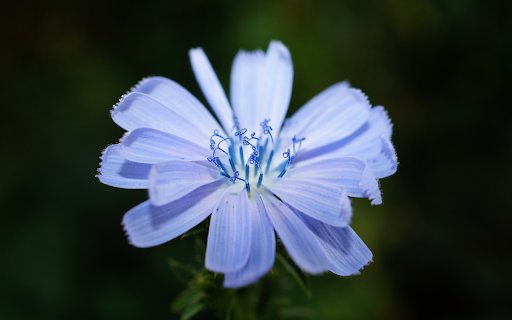 A blue flower  from Chrome web store to be run with OffiDocs Chromium online