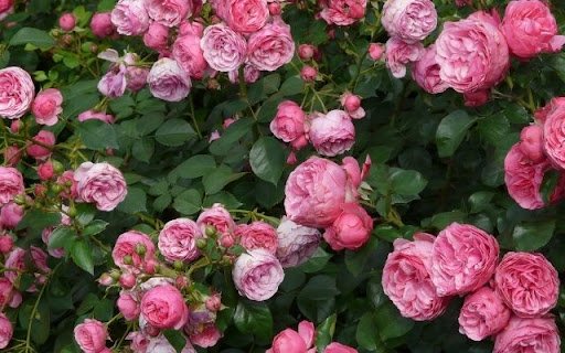 A Cascade of Rosa Line Renaud  from Chrome web store to be run with OffiDocs Chromium online