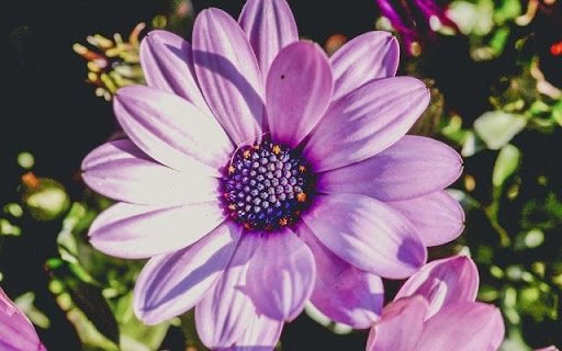 A Celestial Bloom: Osteospermum  from Chrome web store to be run with OffiDocs Chromium online