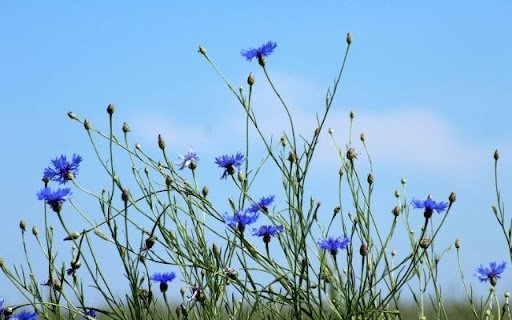 A Cerulean Sky of Centaurea cyanus  from Chrome web store to be run with OffiDocs Chromium online A Cerulean Sky of Centaurea cyanus  from Chrome web store to be run with OffiDocs Chromium online