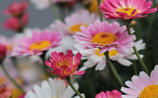 A Cheerful Cluster of Marguerite Daisies  from Chrome web store to be run with OffiDocs Chromium online