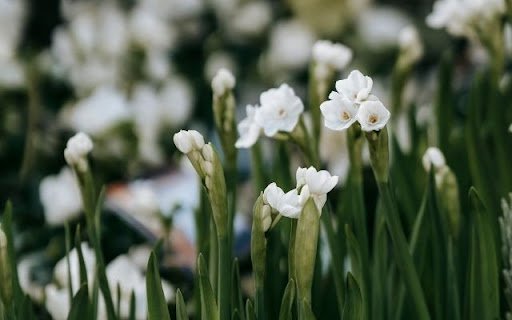 A Dainty Dance of Narcissus tazetta  from Chrome web store to be run with OffiDocs Chromium online