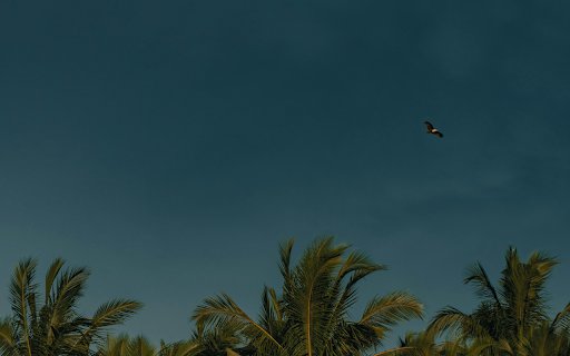 A Dark Blue Sky above Palm Trees  from Chrome web store to be run with OffiDocs Chromium online