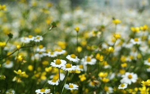 A Delicate Carpet of Chamomile and Buttercups  from Chrome web store to be run with OffiDocs Chromium online