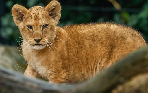 Adorable baby lion  from Chrome web store to be run with OffiDocs Chromium online