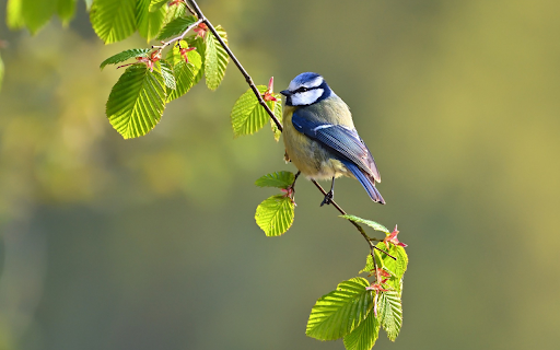 Adorable bird on a tree branch  from Chrome web store to be run with OffiDocs Chromium online