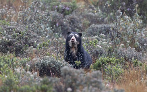 Adorable black bear  from Chrome web store to be run with OffiDocs Chromium online