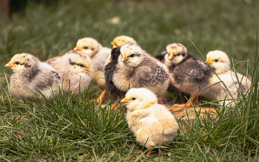 Adorable chicks  from Chrome web store to be run with OffiDocs Chromium online