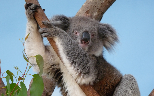 Adorable koala  from Chrome web store to be run with OffiDocs Chromium online