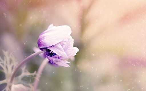 A Dreamlike Anemone Unfurling  from Chrome web store to be run with OffiDocs Chromium online