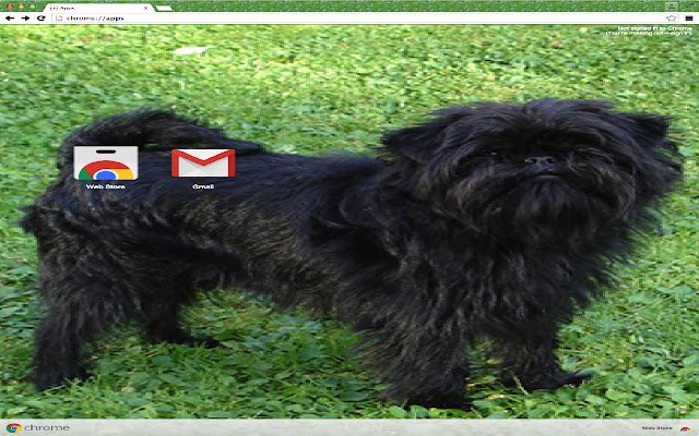 Affenpinscher từ cửa hàng Chrome trực tuyến sẽ được chạy với OffiDocs Chromium trực tuyến