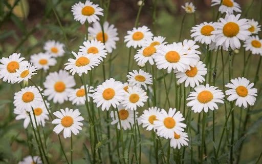 A Field of Cheerful Daisies  from Chrome web store to be run with OffiDocs Chromium online