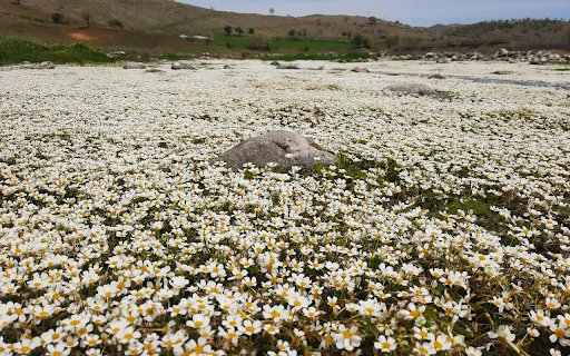 A Field of Flowers from Chrome web store to be run with OffiDocs Chromium online A Field of Flowers from Chrome web store to be run with OffiDocs Chromium online