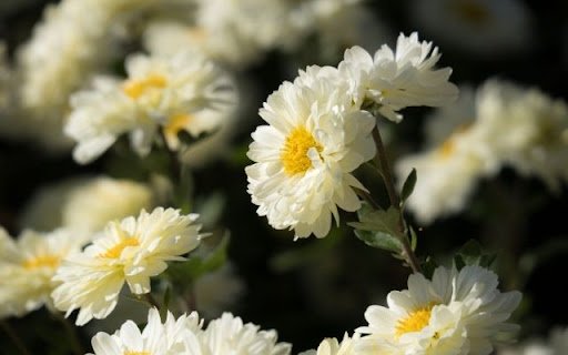 A Field of Radiant Chrysanthemum morifolium  from Chrome web store to be run with OffiDocs Chromium online