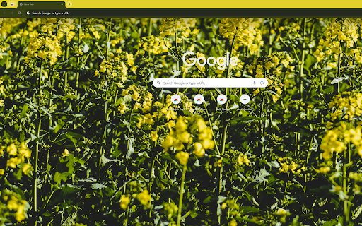 a field of yellow canola flowers at dawn  from Chrome web store to be run with OffiDocs Chromium online