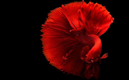 A fish with a flared tail  from Chrome web store to be run with OffiDocs Chromium online