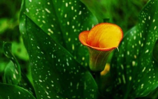 A Flaming Trumpet of Zantedeschia  from Chrome web store to be run with OffiDocs Chromium online