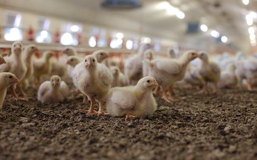 A flock of chicks  from Chrome web store to be run with OffiDocs Chromium online