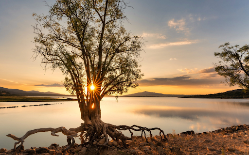 Afternoon sunlight hits the tree  from Chrome web store to be run with OffiDocs Chromium online