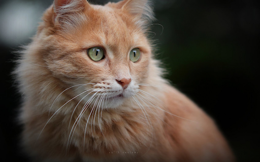 A Ginger Cats Gaze  from Chrome web store to be run with OffiDocs Chromium online