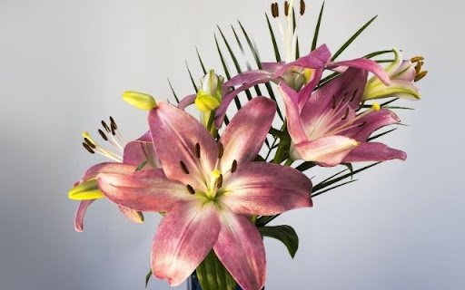 A Graceful Bouquet of Lilium Stargazer  from Chrome web store to be run with OffiDocs Chromium online