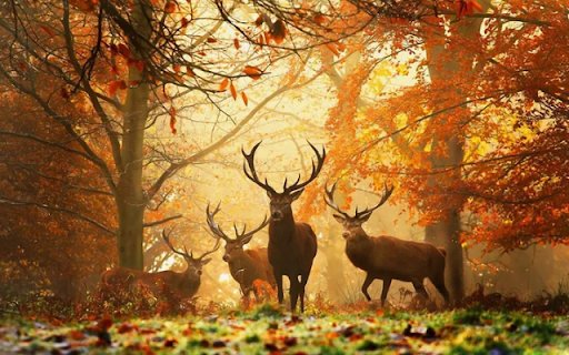 A Graceful Herd of Deer: Nature’s Elegant Wanderers  from Chrome web store to be run with OffiDocs Chromium online