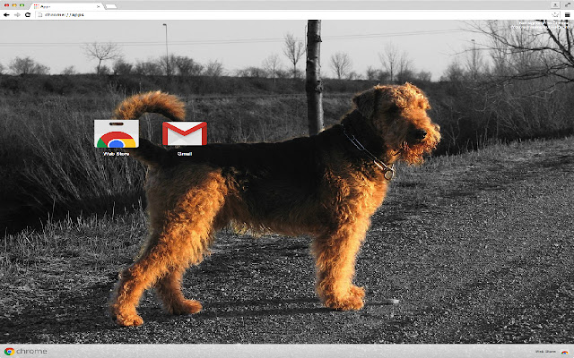 Chrome ウェブストアの Airedale Terrier Dog を OffiDocs Chromium online で実行