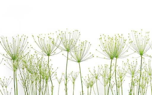 Airplane flowers and grass  from Chrome web store to be run with OffiDocs Chromium online