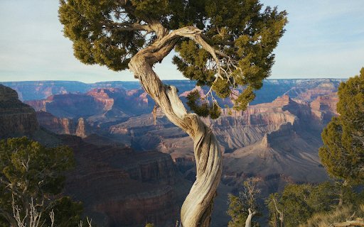 A Juniper Tree at the Grand Canyon  from Chrome web store to be run with OffiDocs Chromium online