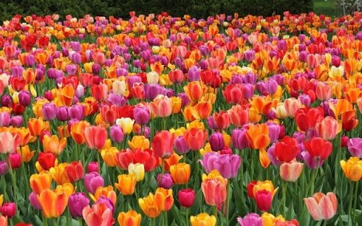 A Kaleidoscope of Tulip Blooms from Chrome web store to be run with OffiDocs Chromium online A Kaleidoscope of Tulip Blooms from Chrome web store to be run with OffiDocs Chromium online