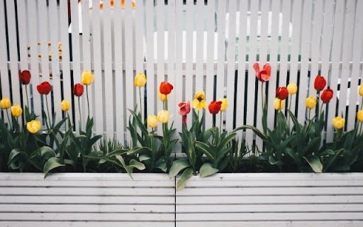 A Linear Display of Spring Tulips  from Chrome web store to be run with OffiDocs Chromium online